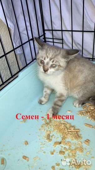 Котята отдам в добрые руки бесплатно