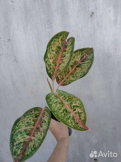 Аглаонема Painted Celebration,Биг папа