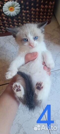 Котята