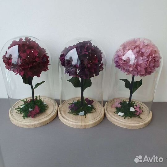 Гортензии в колбе