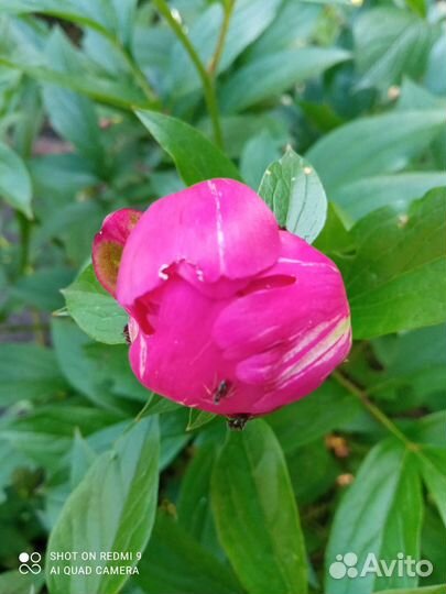 Луковичные растения