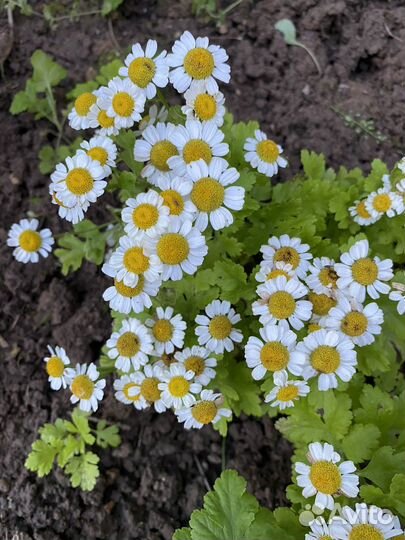 Аквилегия флоксы