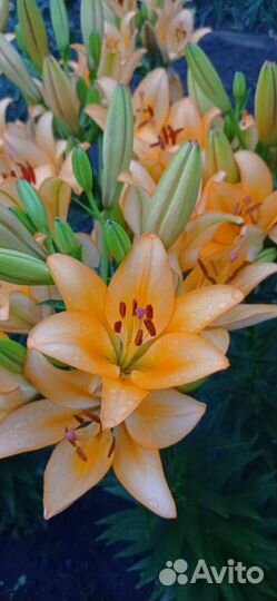 Лилии луковицы