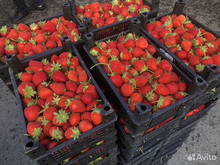 Клубника Сладкая