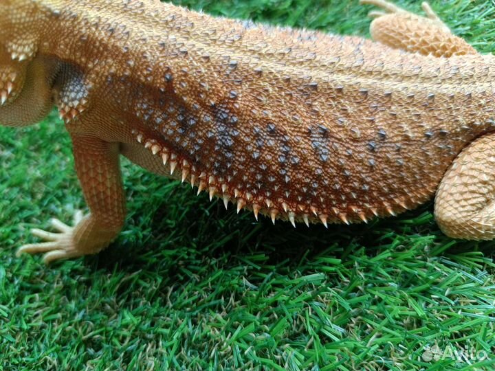 Бородатая агама