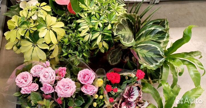 Комнатные цветы