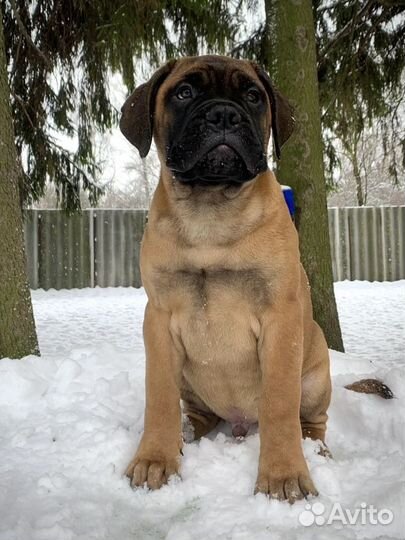 Бульмастиф