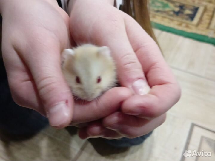 Джунгарский хомяк