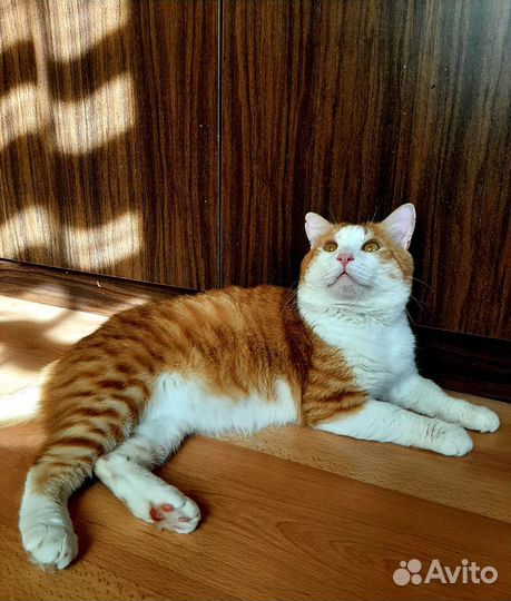 Молодой котик в добрые руки