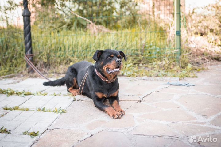 Ротвейлер бесплатно