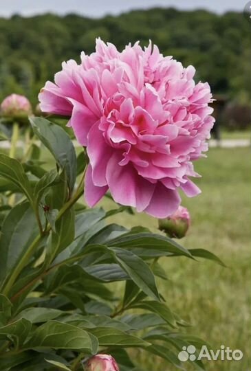 Пионы саженцы