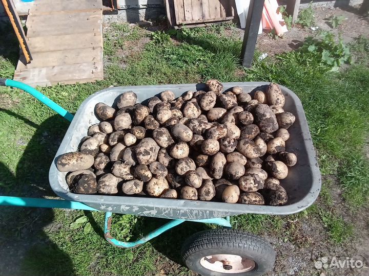 Продам картофель
