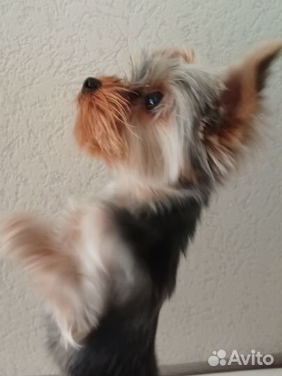 Йоркширский терьер