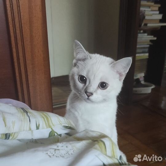 Британская серебристая шиншилла