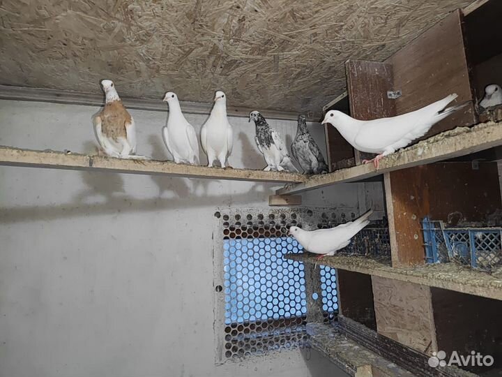 Продажа голубей