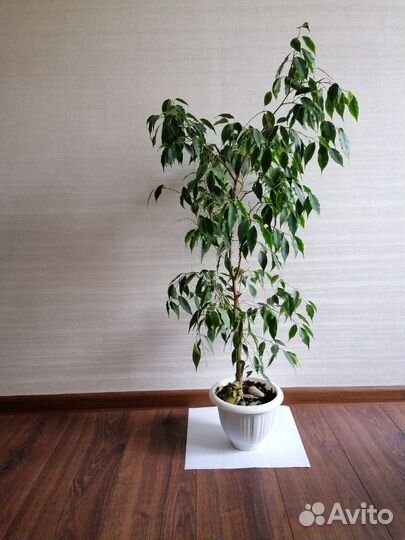 Бенджамина