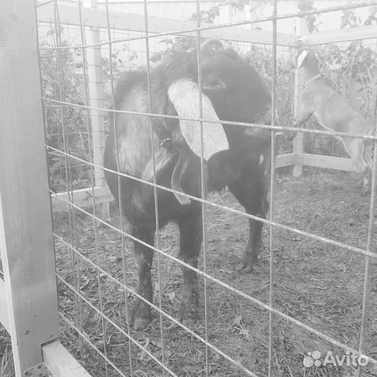 Нубийский козел 100 бронь до завтра 20.00