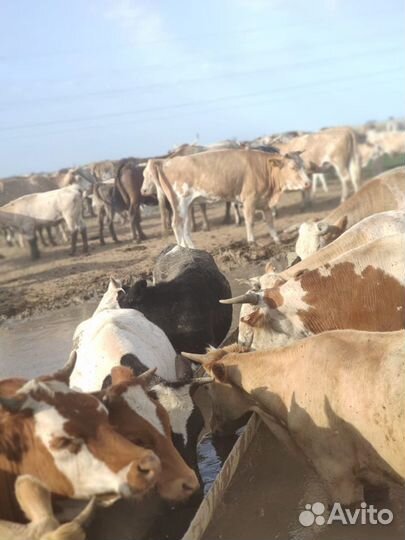 Продаются коровы и телки