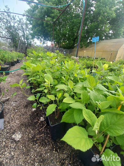 Гортензия древовидная из питомника растений