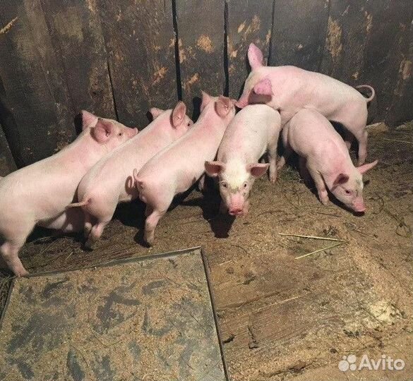 Поросята дюрок ландрас