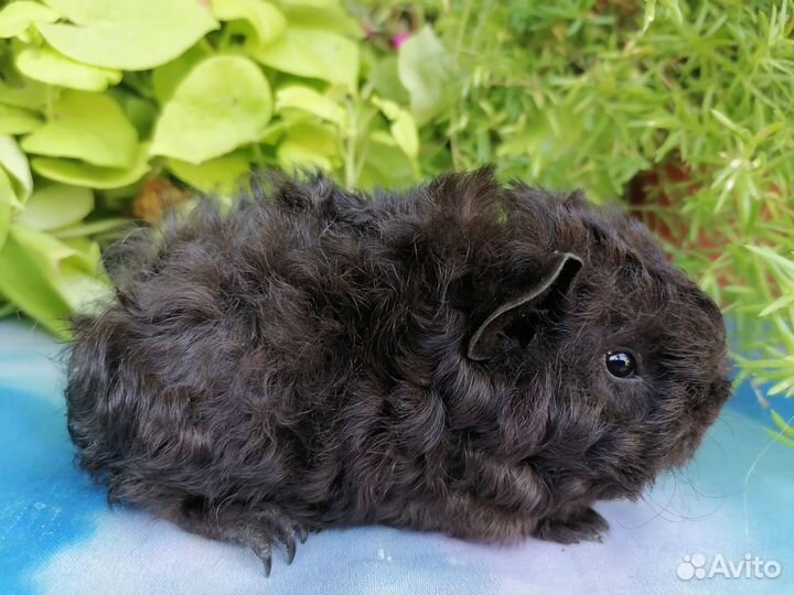 Морские свинки