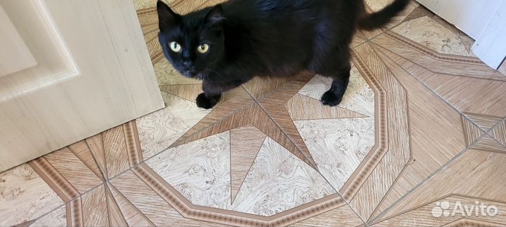 Кошка в дар