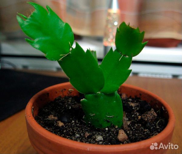 Декабристы сортовые