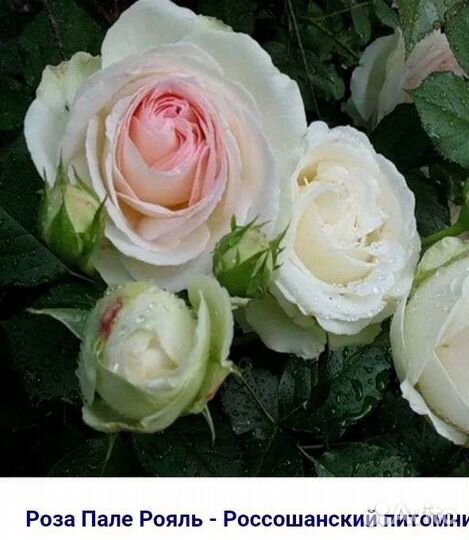 Саженцы роз зкс