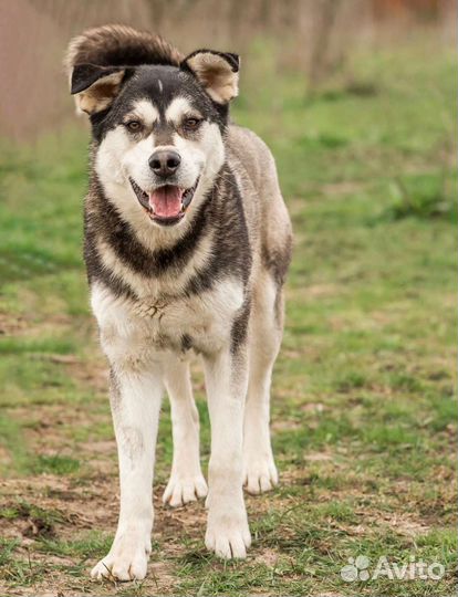Добрый пес из приюта