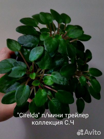 Сортовые фиалки