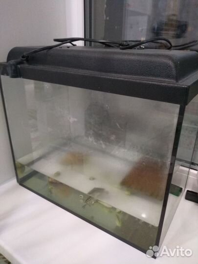 Красноухая черепаха