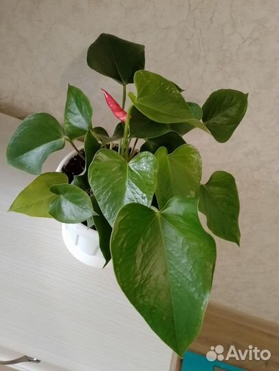 Антуриум красный