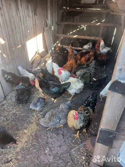 Продам петухов