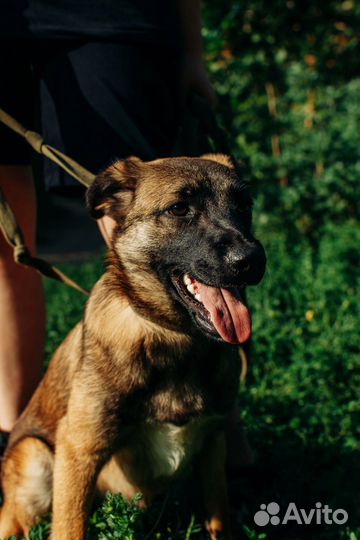 Собака в добрые руки