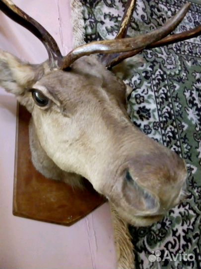Чучело оленя
