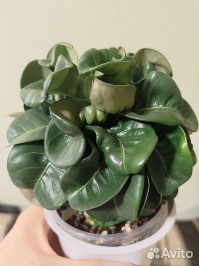 Адениумы мини, барашки, привитые