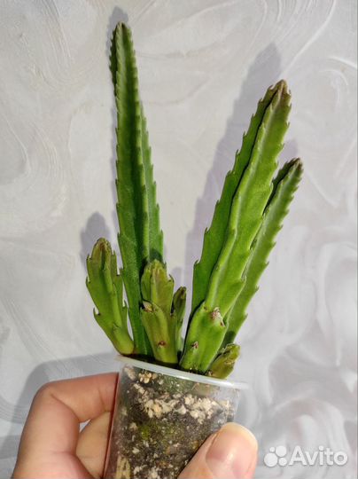 Суккуленты, кактусы