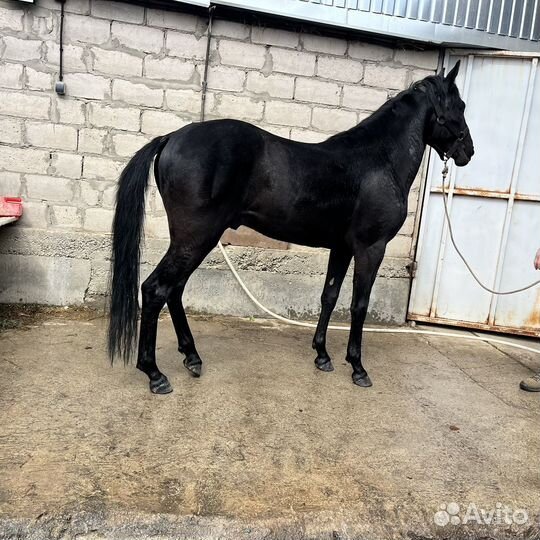 Кабардинский жеребец,3 года,необучен