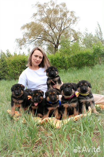 Щенки немецкой овчарки доставка по россии