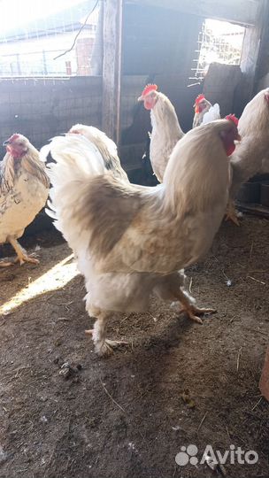 Молодые петухи