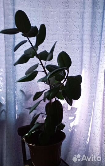 Фикус каучуконосный