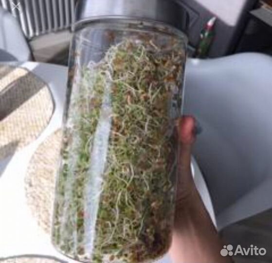 Банка для проращивания микрозелени now foods