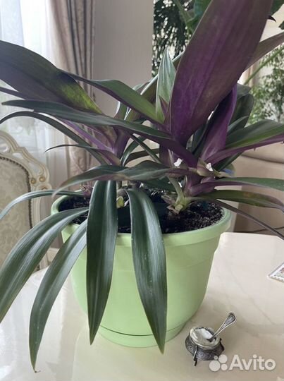 Комнатные растения