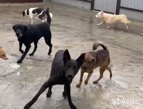 Возьмите собачку из приюта