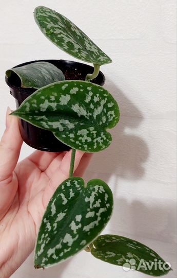 Сциндапсус Пиктус