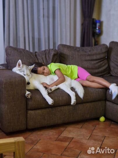 Хаски в добрые руки