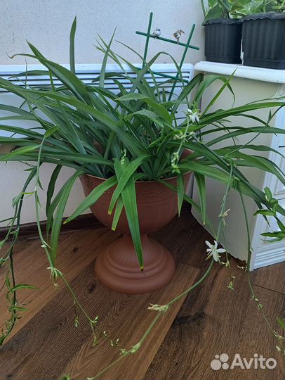 Хлорофитум