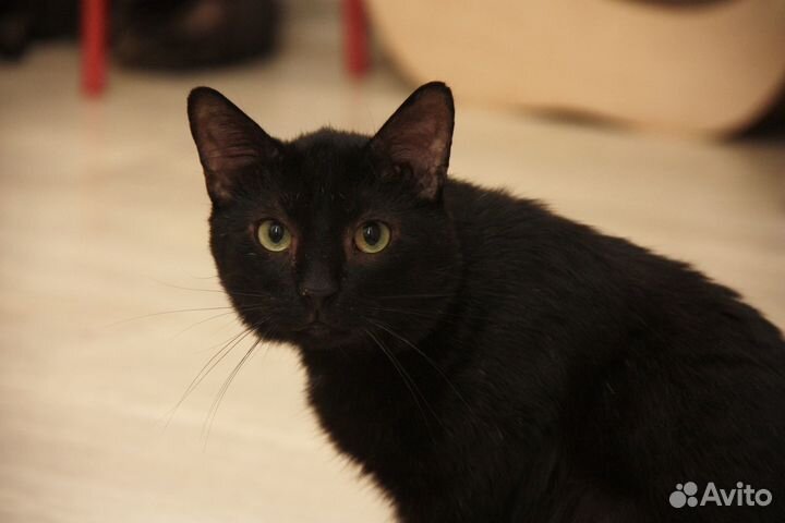 Котик Шоколадный в дар