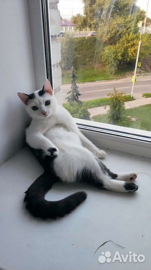 Котик 8 месяцев