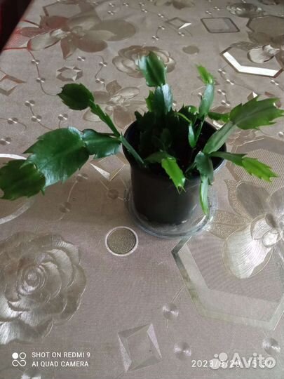 Декабрист шлюмбергера